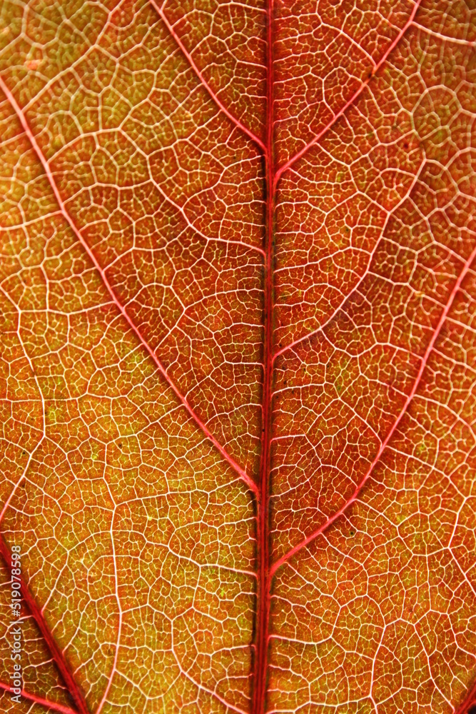 Obraz premium close up of vine leaf with translucent veins in autumn