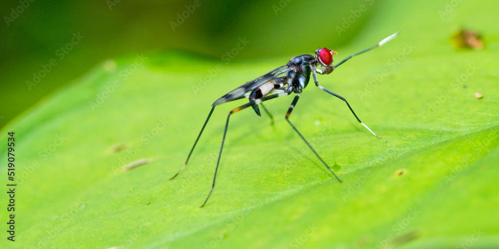 Fly, Diptera, Tropical Rainforest, Marino Ballena National Park, Uvita de Osa, Puntarenas, Costa Rica, Central America, America Fly, Diptera, Tropical Rainforest, Marino Ballena National Park, Uvita de Osa, Puntarenas, Costa Rica, Central America, America