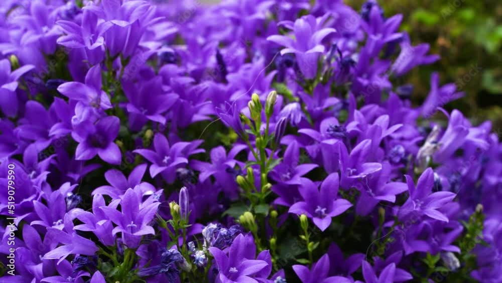 Purple flowers plant, slide shot of a bee friendly plant. Ambella plant flower. for beautiful garden. Purple flowers plant, slide shot of a bee friendly plant. Ambella plant flower. for beautiful garden.