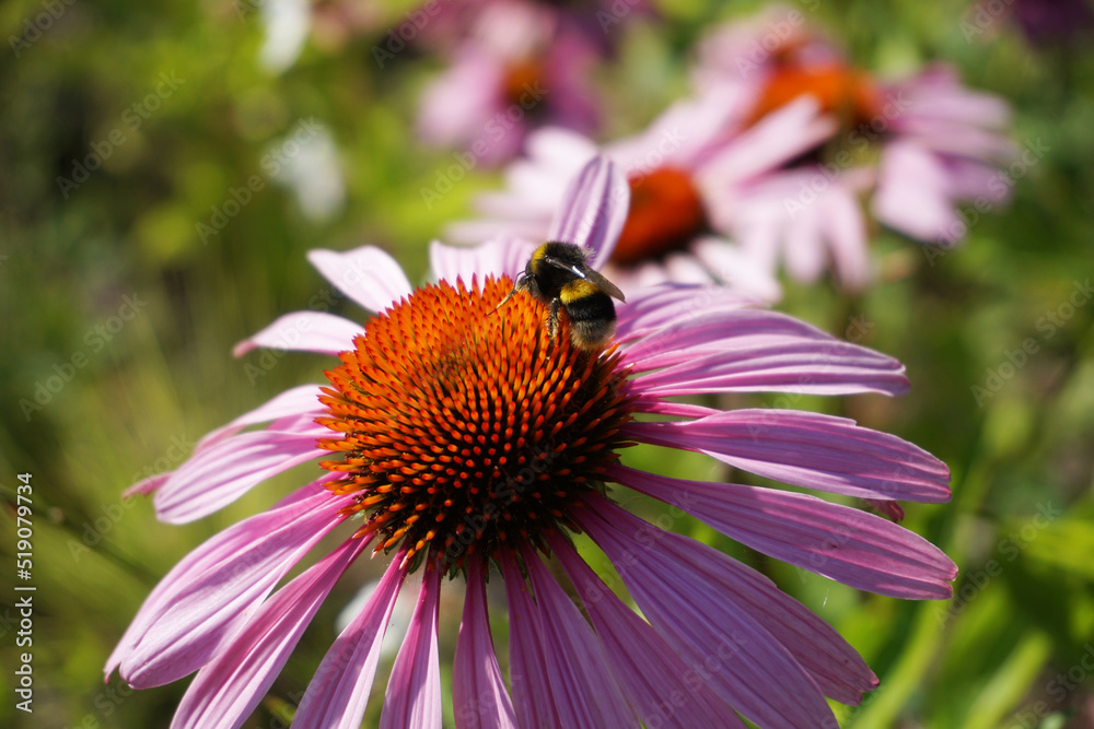 Bee on violet flower, defocused background Bee on violet flower, defocused background