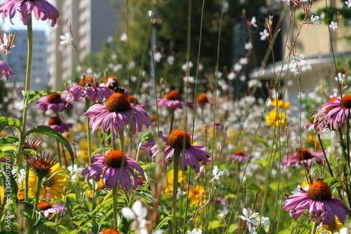 Flower meadow in city, block of flats on second plan photo