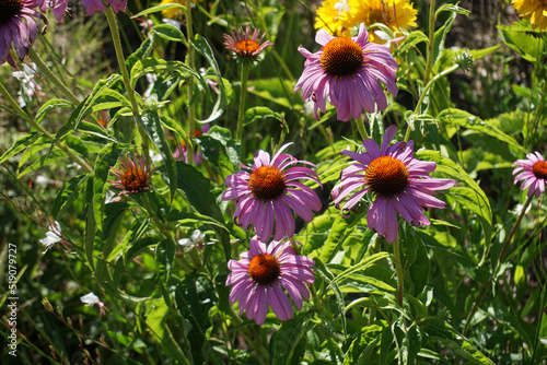 Flower meadow - violet and orange flowers