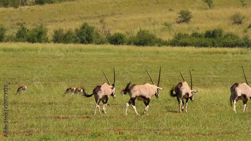 Gemsbok on the grass plains of south africa