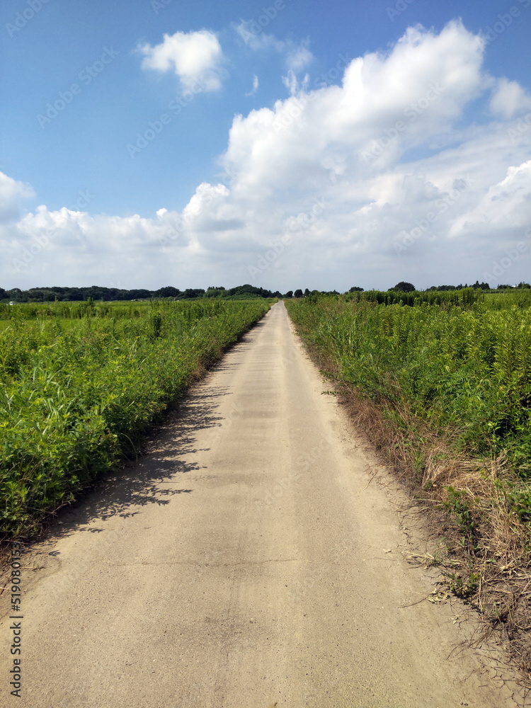 田園の道　country road