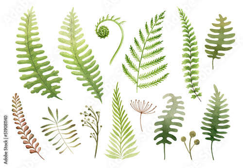 Green fern watercolor illustration set. Hand drawn various forest herbs, plants and ferns. Fern green leaf element set on white background