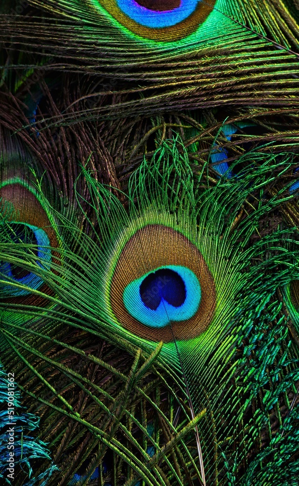 Peacock feather. Peafowl feather. Bird feather. Mor pankh. Abstract  background. Janmashtami background. Feather. Wallpaper. Stock Photo | Adobe  Stock