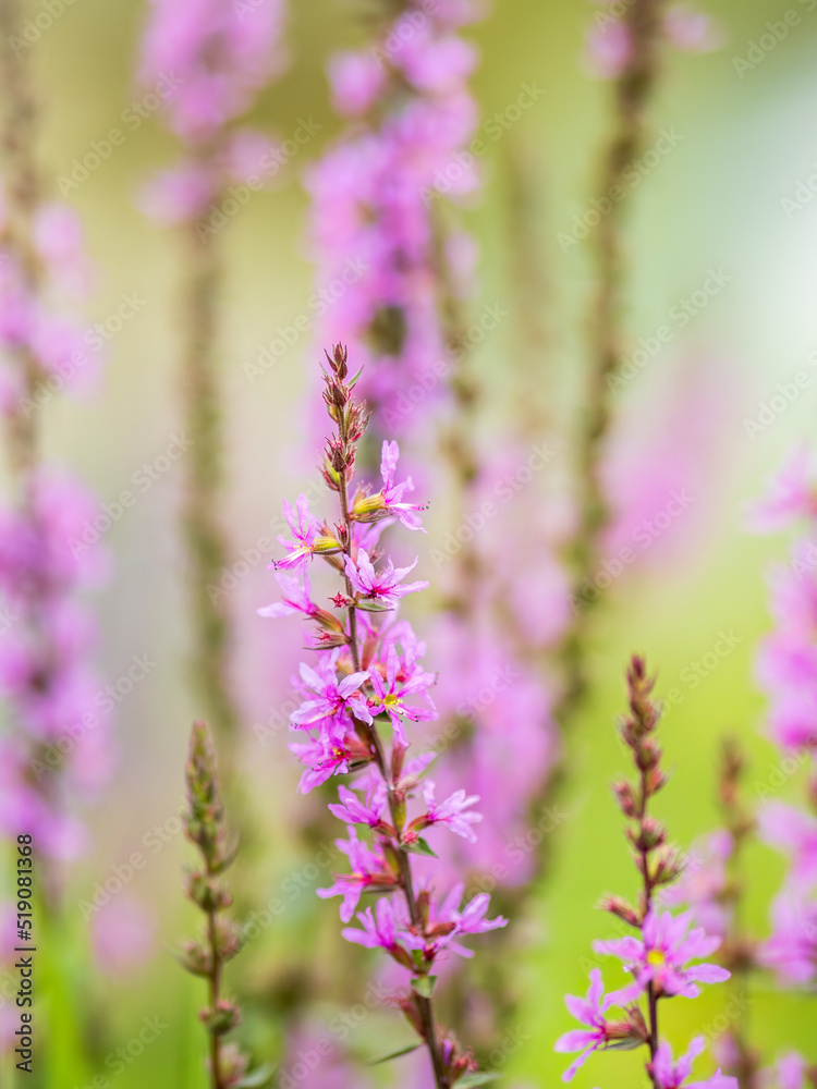 Fototapeta premium Summer Flowering Purple Loosestrife, Lythrum tomentosum on a green blured background.