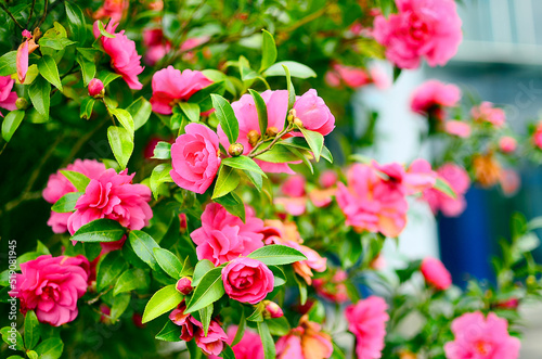 山茶花