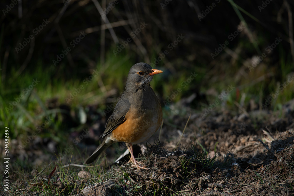 Olive thrush on a dark background Olive thrush on a dark background