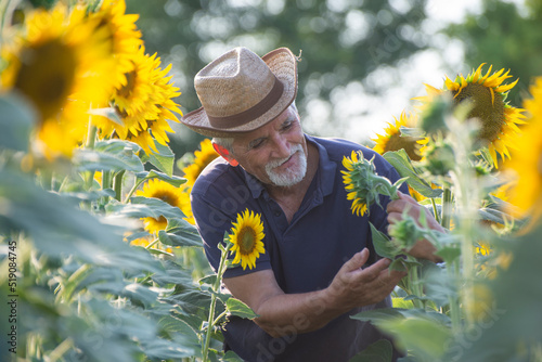 Senior retired farmer is standing examining a sunflower crop in a field