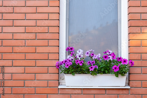 Flowers in a box on the windowsill of a residential building. A red brick house. Copy space