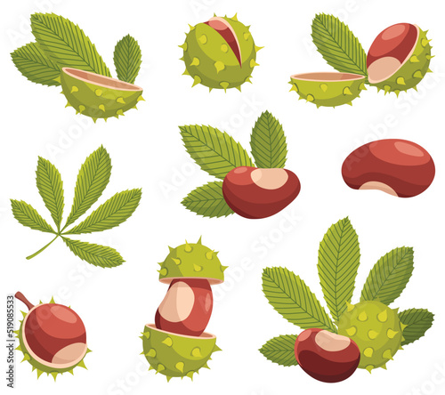 Chestnuts cracked shell with prickles and pointed oblong leaves vector set
