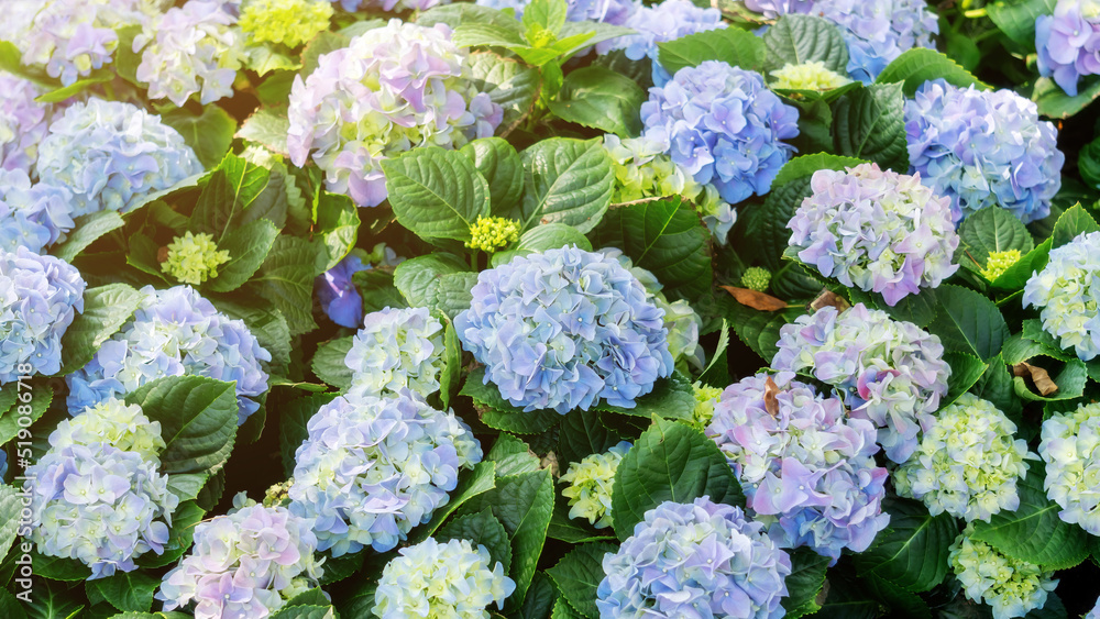 Blue hydrangea flower plant in a garden. Blue hydrangea flower plant in a garden.