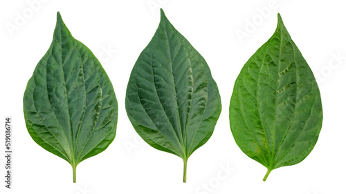 Green betel piper leaf on a white background. © supaleka