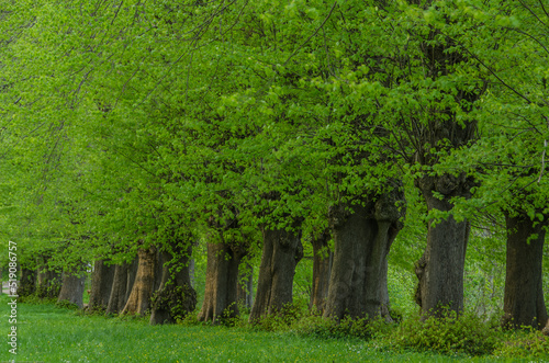 Lindenallee Stormarn Jersbek Barockgarten in einem Park, mit frischem Grün im Frühling,  in Schleswig Holstein Germany photo
