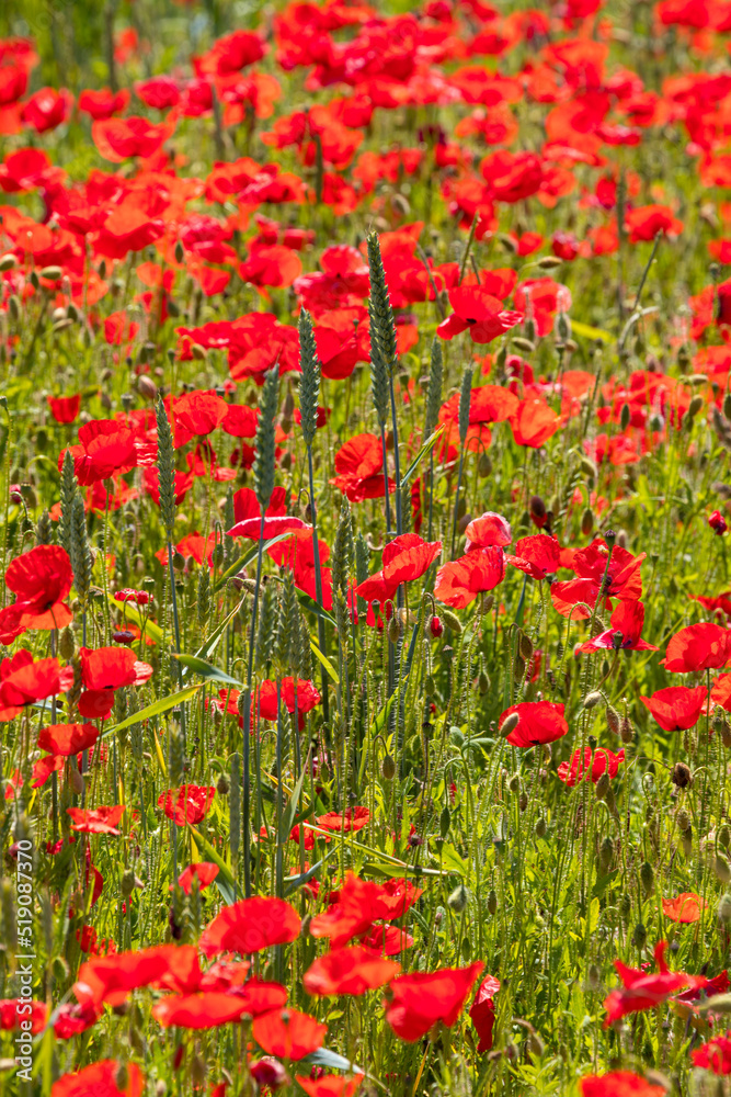 Poppy flowers on a field in Denmark