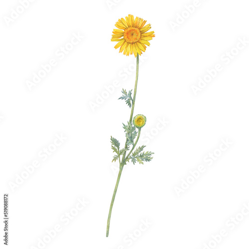 Summer field golden dyer's chamomile flower (yellow cota, Paris daisy, Anthemis tinctoria). Watercolor hand drawn painting illustration, isolated on white background. photo