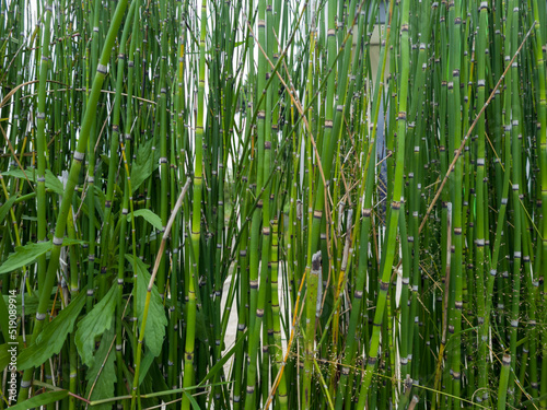 Green mini bamboo plant background in school garden