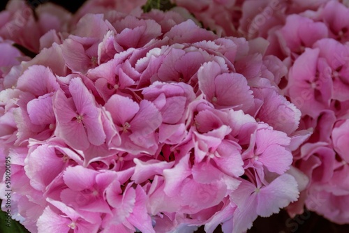 Wallpaper Mural bouquet of pink hydrangeas as a background Torontodigital.ca