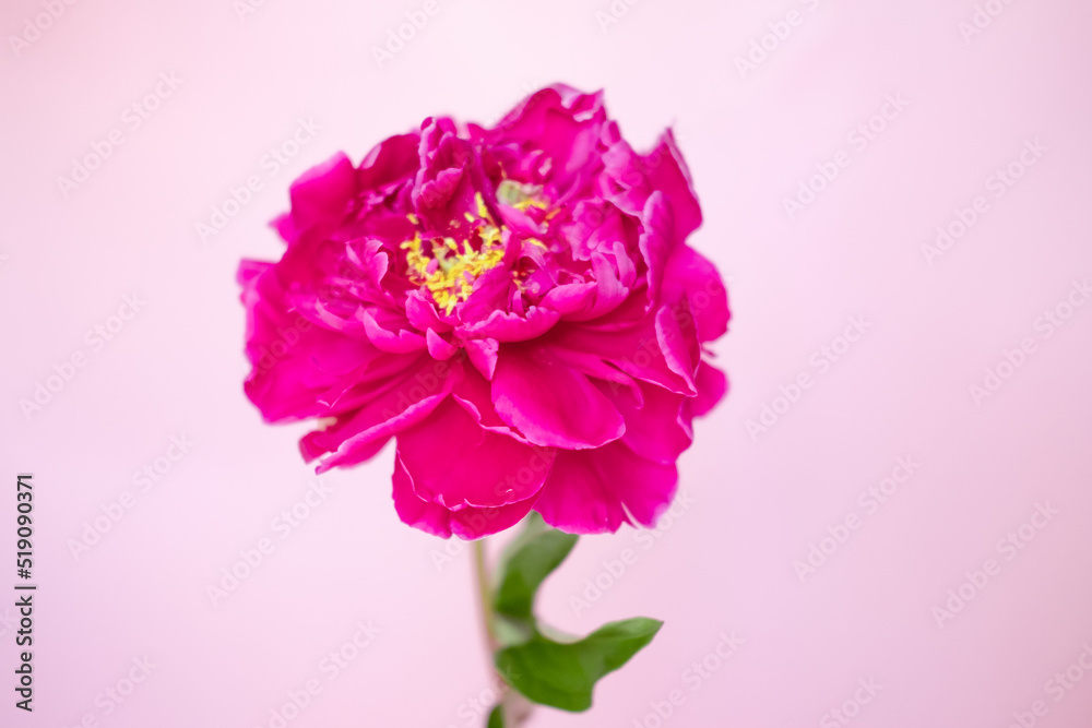 lush burgundy peony close-up on a pink background