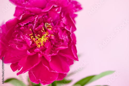 lush burgundy peony close-up on a pink background