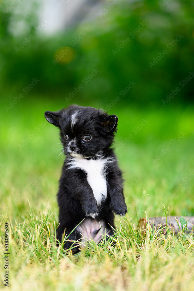 Cute Long-haired Chihuahua Puppy Stands on Its Hind Legs on Grass Close-up and Looks to Side
