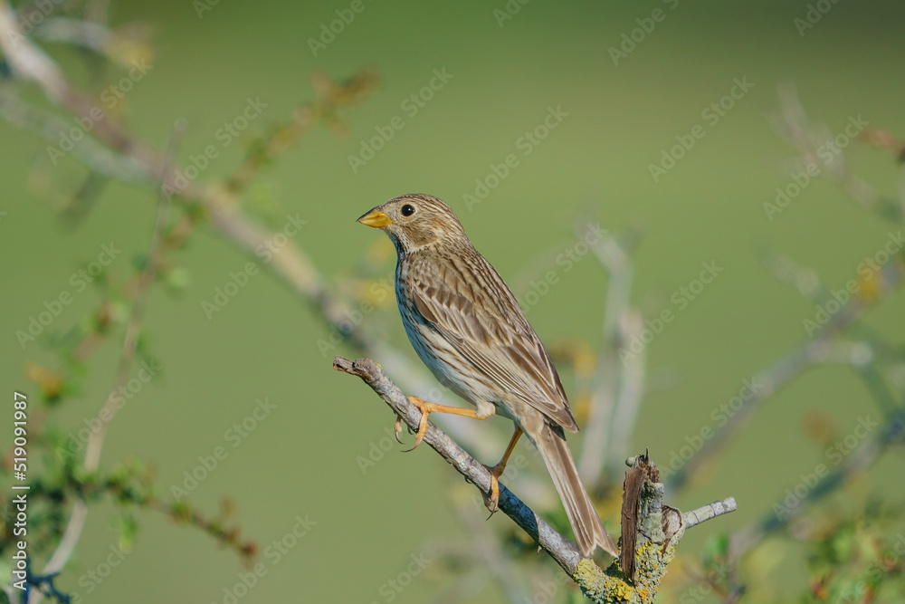 Corn Bunting (Emberiza calandra) perched on a tree branch Corn Bunting (Emberiza calandra) perched on a tree branch