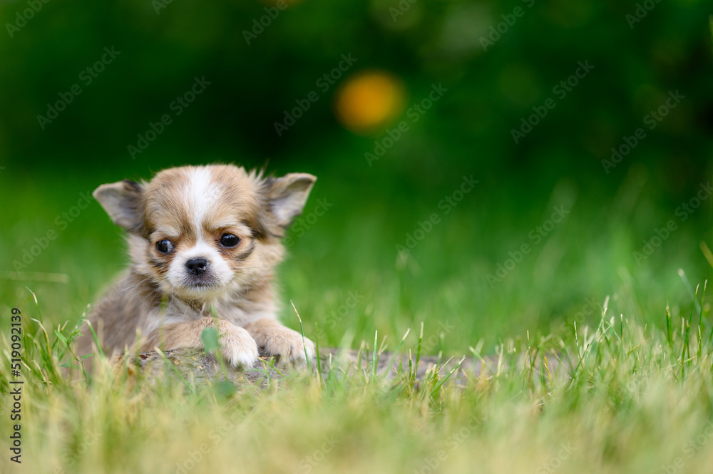 Cute Light Long-haired Chihuahua Puppy Lies on Grass with its Paws Forward and Looks to side.