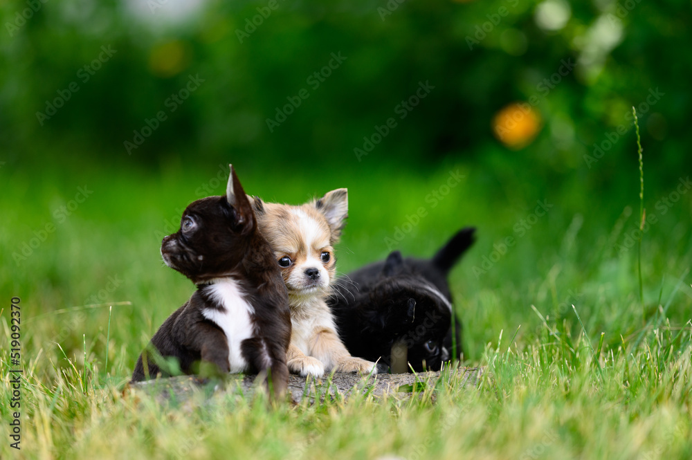 Pet Puppies Lie on Grass in Park and Look in Different Directions. Cute Chihuahua Dog Breed
