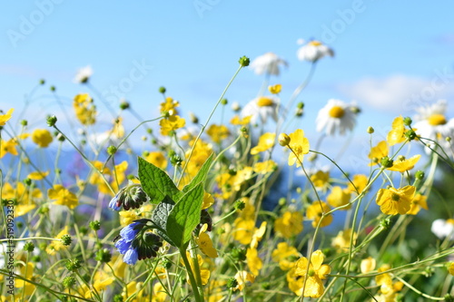 Field of different wildflowers in different colors against blue sky © hhelene