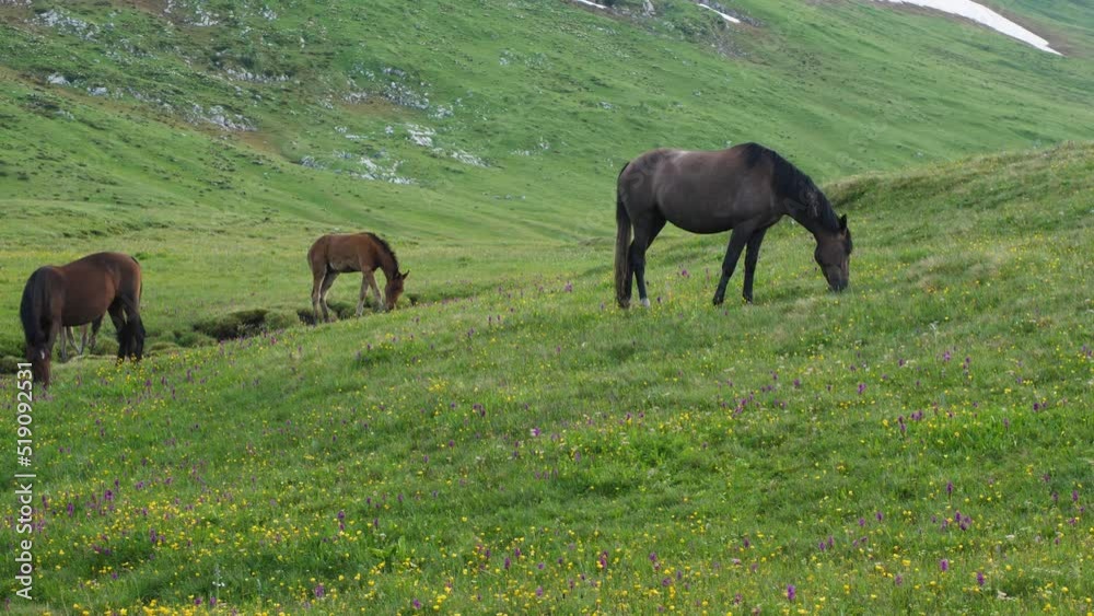 Horses grazing in the mountains. In the background slopes with snow and green lush grass. Free grazing in summer in the mountains. Slow motion Horses grazing in the mountains. In the background slopes with snow and green lush grass. Free grazing in summer in the mountains. Slow motion
