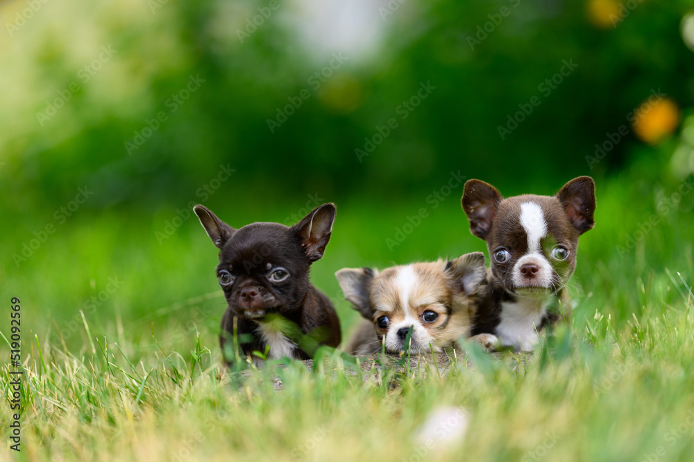Three Small Chihuahua Dogs Sit on Grass with Round Bulging Eyes and Protruding Ears Three Small Chihuahua Dogs Sit on Grass with Round Bulging Eyes and Protruding Ears