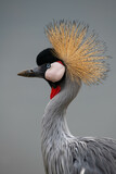 Headshot of a crowned crane