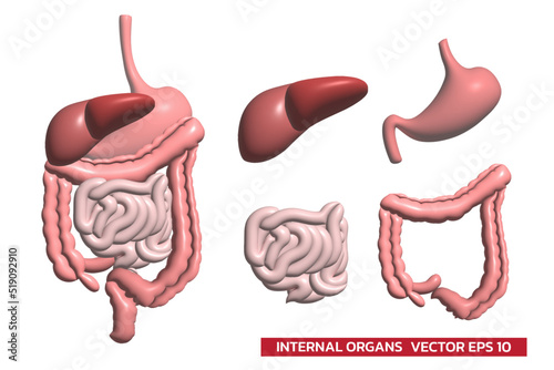 Digestive system  function internal organs graphic 3d isolated on white background