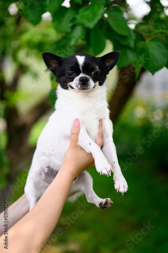 Man Holds in Hands Chihuahua of black and white color on background of tree in Summer Garden © maxfotoadobe