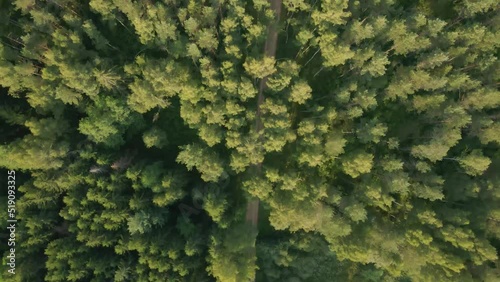 Flight over european forest vertical view from above during sunrise. Top aerial view of dense old and new wood. Slow and cinematic flight over forest with visible beige sand rural road with crossroad