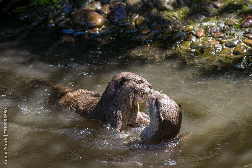 Obraz premium Asian small-clawed otters playing and fighting on the river bank with clear water.