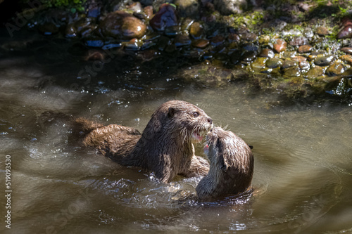 Asian small-clawed otters playing and fighting on the river bank with clear water.