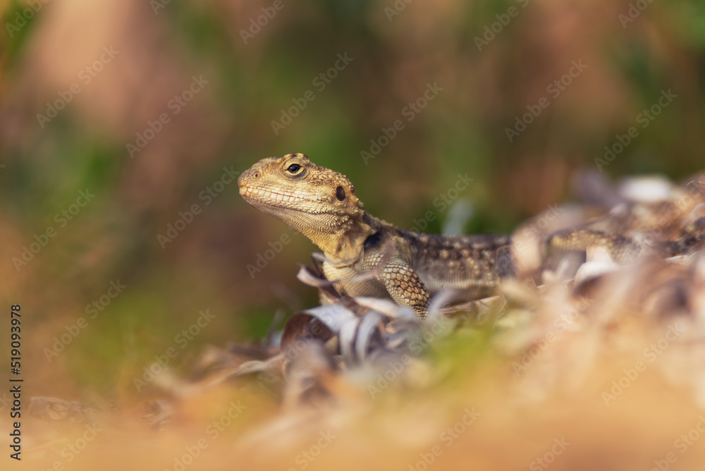 Close-up of the Agama lizard in wild nature Close-up of the Agama lizard in wild nature