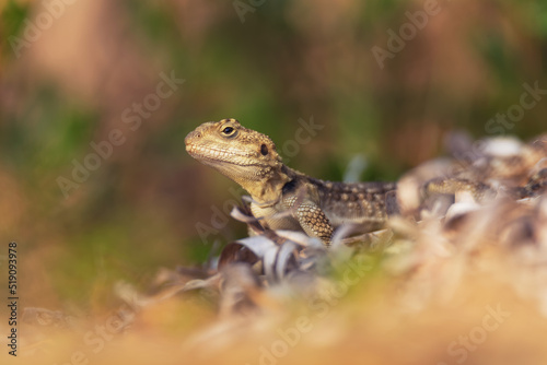 Close-up of the Agama lizard in wild nature © viktoriya89