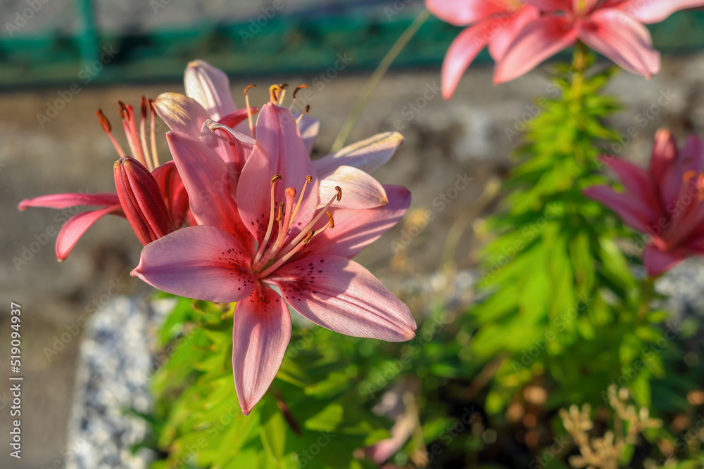 Fototapeta premium Pink lily flower on a blurry background in Poland