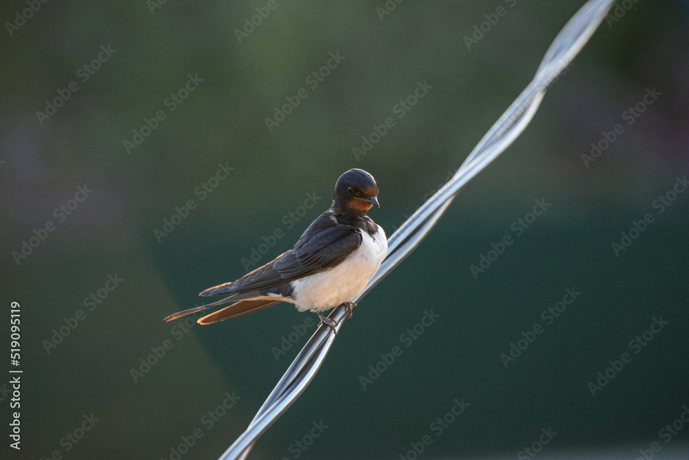 Fototapeta premium An european swallow (Hirundo rustica) is sitting on the wire in the village (country, countryside) in summer