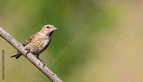 Common linnet, Linaria cannabina. A young bird sits on a branch against a beautiful green blurred background