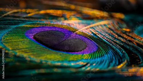peacock feather close up, Peacock feather, Peafowl feather, Bird feather, Colorful feather, feather, Wallpaper, Background. © Sunanda Malam