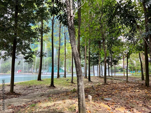 Wallpaper Mural trees in the park Torontodigital.ca