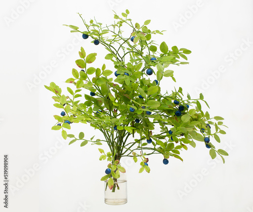Fotografie Blueberry myrtillus (blaeberry or wimberry) in a glass vessel on a white backgro