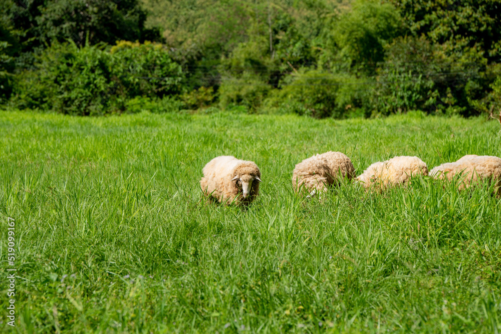 Fototapeta premium The sheep gathered to eat the long grass. amid nature