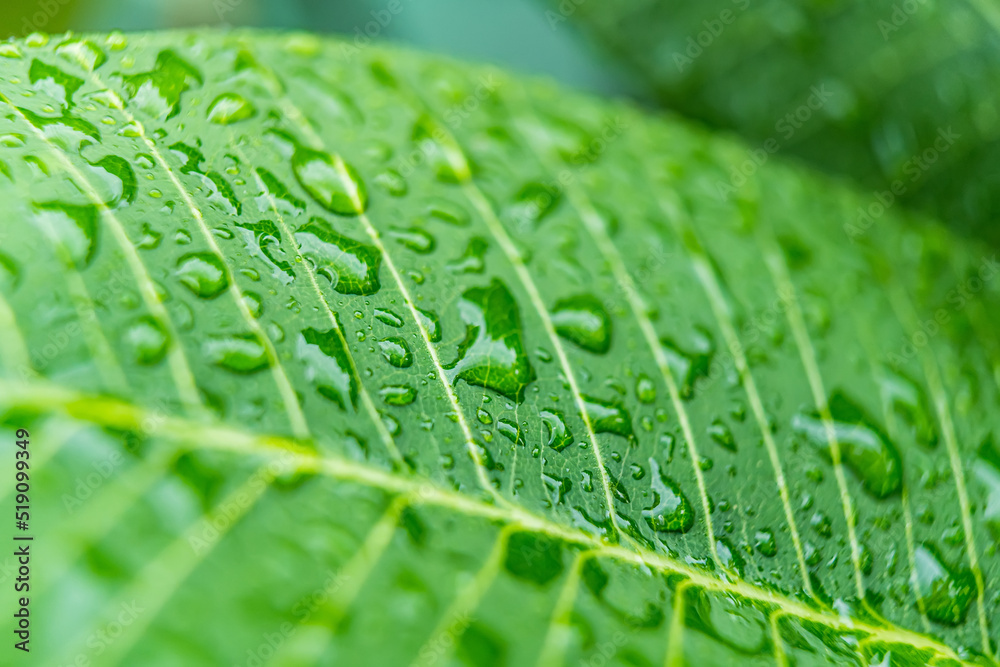 Macro closeup of Beautiful fresh green leaf with drop of water in morning sunlight nature background. Macro closeup of Beautiful fresh green leaf with drop of water in morning sunlight nature background.