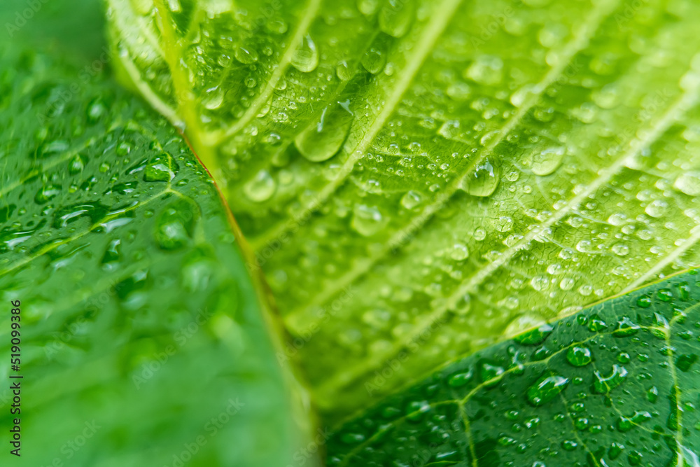 Macro closeup of Beautiful fresh green leaf with drop of water in morning sunlight nature background.