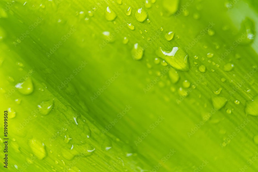 Macro closeup of Beautiful fresh green leaf with drop of water in morning sunlight nature background.